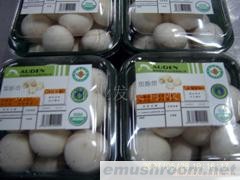 批发供应大量特级双孢菇（新鲜）