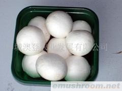 批发供应大量鲜菇（双孢菇）ManBetX体育