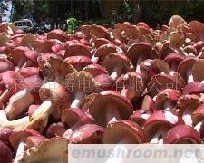 供应新鲜红菌(图)