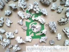 批发白参菌 野生菌 牛肝菌 ManBetX体育