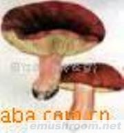 供应红香姑,地皮菜，薇菜，蕨菜，刺槐花