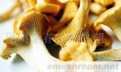 供应鸡油菌，野生菌，Manbetx体育手机版推荐A9版本