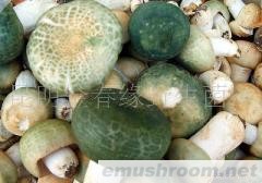 供应青头菌Manbetx体育手机版推荐A9版本，野生菌