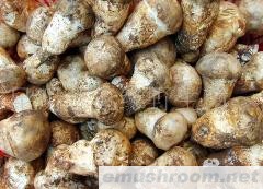 批发供应老人头菌，Manbetx体育手机版推荐A9版本，野生菌