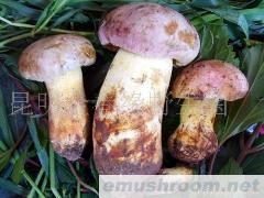 供应牛肝菌（白葱），Manbetx体育手机版V17版本发布.官网安卓网.香港，野生菌