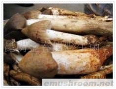 供应鸡枞野生菌，Manbetx体育手机版推荐A9版本