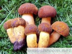 供应黄牛肝菌，野生菌，Manbetx体育手机版V17版本发布.官网安卓网.香港