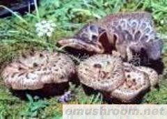 供应黑虎掌菌，野生菌，Manbetx体育手机版推荐A9版本