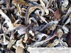 批发紫美味菌 野生菌 牛肝菌 ManBetX体育