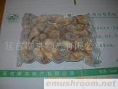 供应速冻松茸