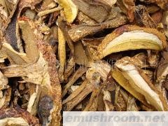 批发黄牛肝菌（黄赖头）野生菌 牛肝菌 Manbetx体育手机版V17版本发布.官网安卓网.香港