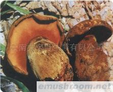 供应黑牛肝菌