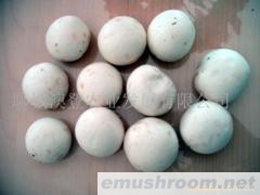 供应特级双孢菇（新鲜）
