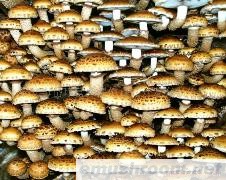 供应Manbetx体育手机版V17版本发布.官网安卓网.香港