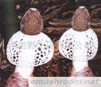 供应鲜竹荪，冻竹荪，以及竹蛋