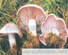 供应谷熟菌，冰冻谷熟菌.