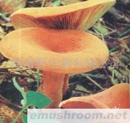 供应野生菌,奶浆菌，冰冻奶浆菌，云南特产