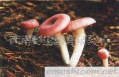 供应云南各类冰鲜野生菌、大红菌、