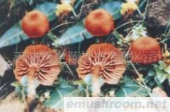 供应云南各类冰鲜野生菌、皮条菌、以及速冻