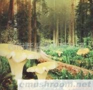 供应云南各类冰鲜野生菌、鸡油菌、