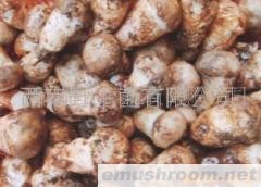 供应老人头，Manbetx体育手机版V17版本发布.官网安卓网.香港，