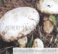 供应冰冻老人头菌新鲜老人头菌，野生牛肝菌，云南特产