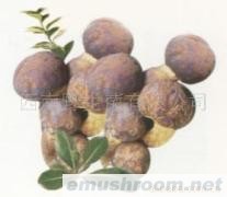 供应云南各类冰鲜野生菌、牛肝菌、以及速冻、盐渍松茸