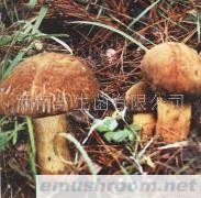 供应牛肝菌（黄赖头）冰冻牛肝菌，ManBetX体育