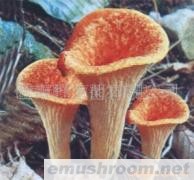 供应云南各类冰鲜野生菌、