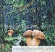 供应美味牛肝菌,冰冻牛肝菌.