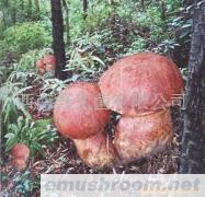 供应冰冻牛肝菌（红葱）