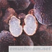 供应云南各类冰鲜野生菌、块菌、以及速冻、盐渍松茸