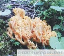 供应鲜珊瑚菌，速冻珊瑚菌，ManBetX体育，云南特产