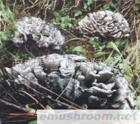 供应云南野生菌,干巴菌,松茸