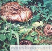 供应鲜黑虎掌菌，冰冻黑虎掌，黑虎掌干品