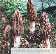 供应冰鲜ManBetX体育，干ManBetX体育