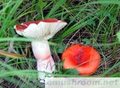 供应泰山 保健食品 Manbetx体育手机版推荐A9版本 灰树花 大红菇