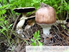 供应  泰山姬松茸