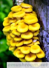 供应  泰山榆黄蘑