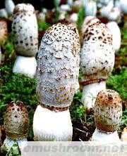 供应泰山鸡腿菇