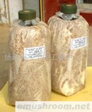 供应优质茯苓菌种(图)