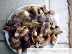 供应云南野生ManBetX体育-盐渍菌牛肝菌