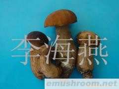 供应美味牛肝菌,牛肝菌,Manbetx体育手机版V17版本发布.官网安卓网.香港,野生菌,野山菌