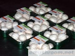 供应绿色食品双孢菇