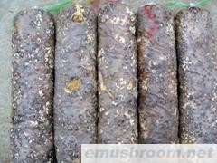 供应蘑菇菌丝(图)