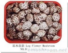 供应花菇(图)