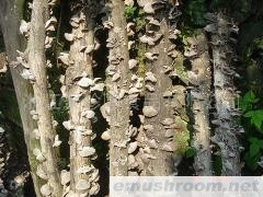 供应各种规格黑木耳(图)