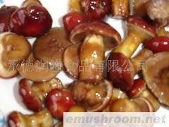 供应H级黄花松茸(图)