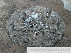 供应 灰树花 Manbetx体育手机版V17版本发布.官网安卓网.香港 野山菌 天然食品(图)