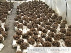 供应 绿色天然食品 Manbetx体育手机版V17版本发布.官网安卓网.香港 灰树花(图)